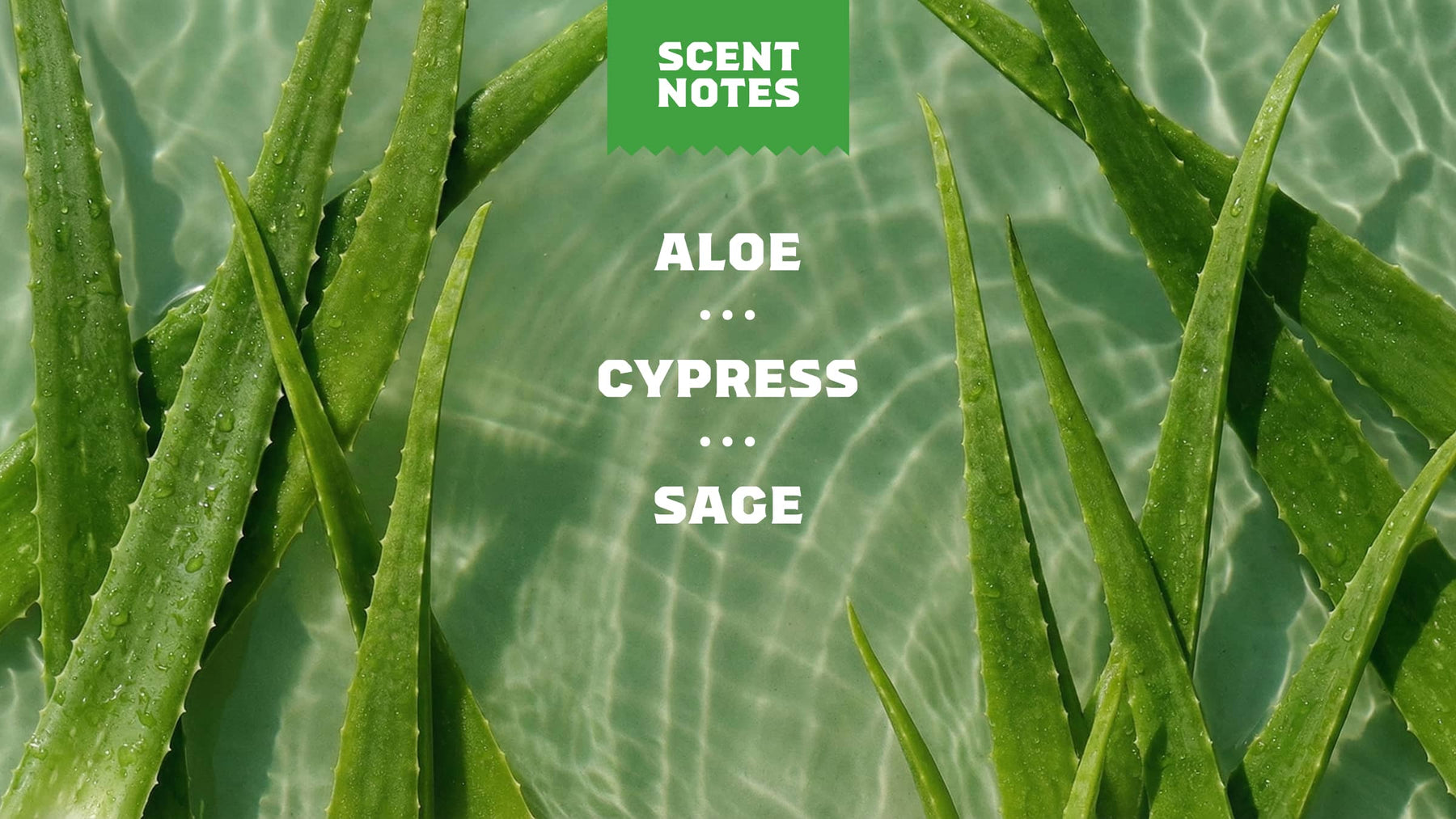 Cool Fresh Aloe Deodorant - Bright Fresh Shield