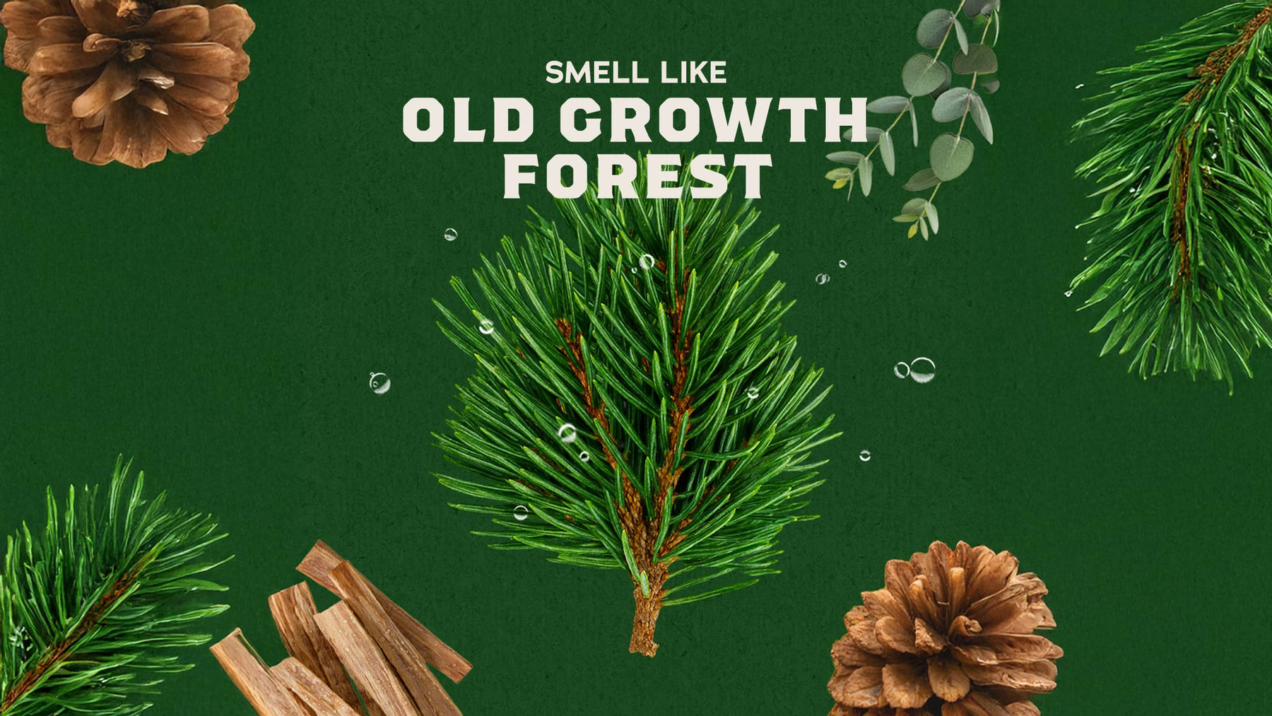 14 oz Pine Tar Exfoliating Body Wash - Simple Clean